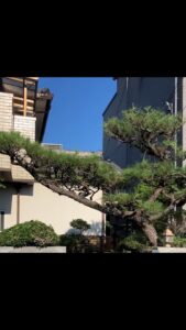 和歌山市剪定