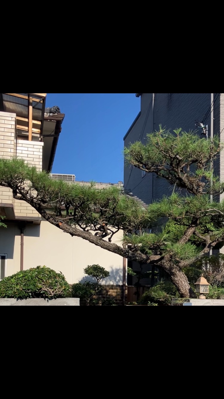 和歌山市 N様 剪定