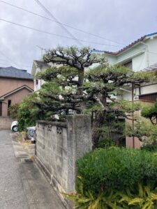 和歌山市　剪定