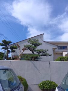 紀の川市　剪定