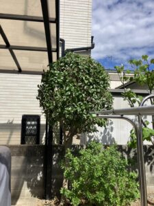 和歌山市　剪定