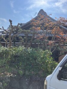 紀の川市　剪定